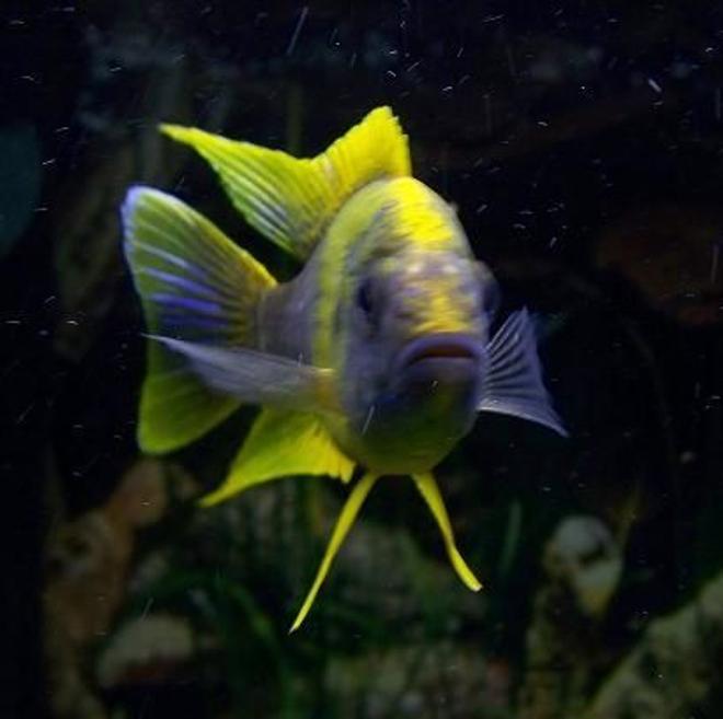 freshwater fish - aulonocara mamelela - lemon jake stocking in 54 gallons tank - Lemon Jake posing for a picture.