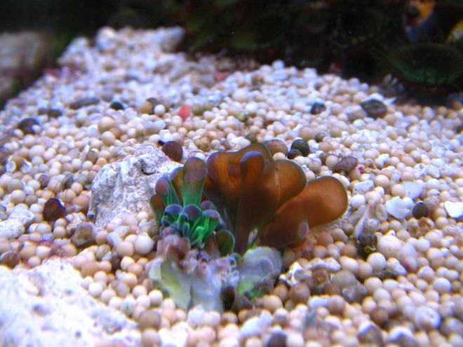 corals inverts - euphyllia glabrescens - torch coral stocking in 10 gallons tank - Euphyllia grablescens