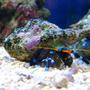 corals inverts - calcinus elegans - electric blue hermit crab stocking in 10 gallons tank - Electric blue legged hermit crab
