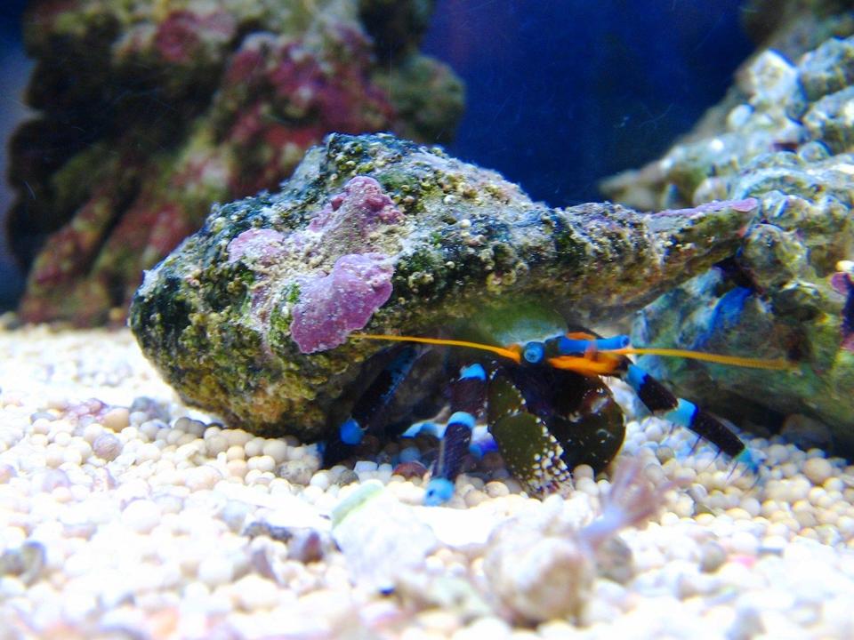 corals inverts - calcinus elegans - electric blue hermit crab stocking in 10 gallons tank - Electric blue legged hermit crab