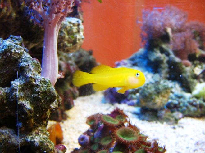 saltwater fish - gobiodon okinawae - clown goby, yellow stocking in 10 gallons tank - gobiodon okinawe, yellow clown goby