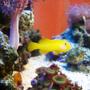 saltwater fish - gobiodon okinawae - clown goby, yellow stocking in 10 gallons tank - gobiodon okinawe, yellow clown goby