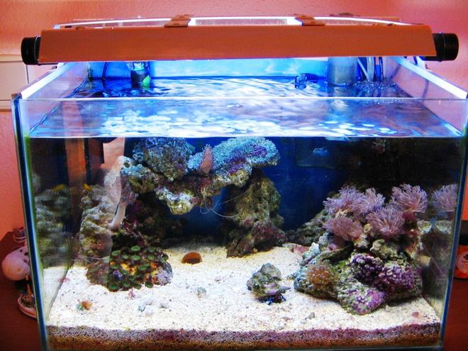 10 gallons reef tank (mostly live coral and fish) - my nano reef, 54litre