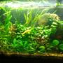 55 gallons planted tank (mostly live plants and fish) - Plants: Cryptocorynes,various aponogetons,java fern,dwarf hairgrass,anubias,pygmy chainswords,red ludwigia,marble queen sword,onion plants Fish: 45 green neons 30 neon tetras 4 red serpae tetra 1 rubberlip 5 otocinclus algae eater 1 golden algae eater 2 red cherry shrimp 6 purple tetras 1 pencilfish 1 SAE 1 bolivian ram 1 kribensis 3 yoyo loach