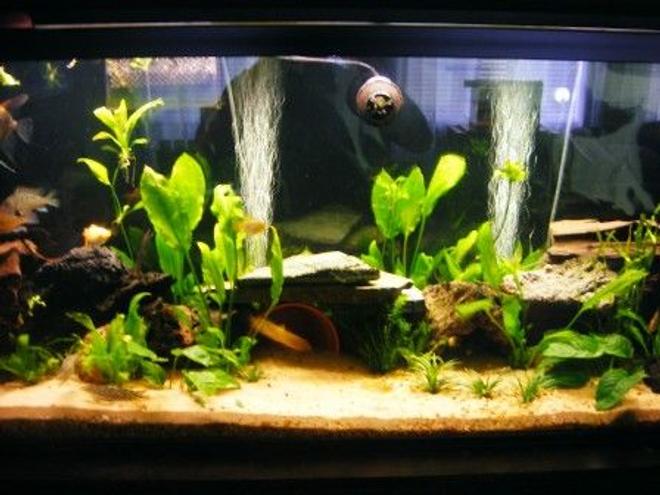 125 gallons planted tank (mostly live plants and fish) - addition of new plants, sand & Co2