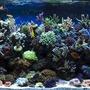 540 gallons reef tank (mostly live coral and fish) - tank05