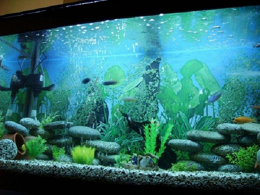 Rated #134: 75 Gallons Freshwater Fish Tank - It's a Rectangel build with 4Ft Front and 2Ft Height , 1 Internal Greval and 1 Power Head Filter, 1 Blue Light and 1 White Light.