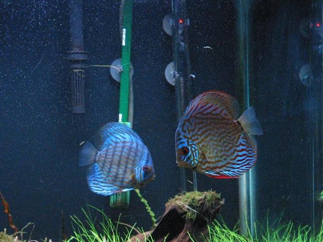 freshwater fish - blue turquoise discus stocking in 75 gallons tank - Discus Tank