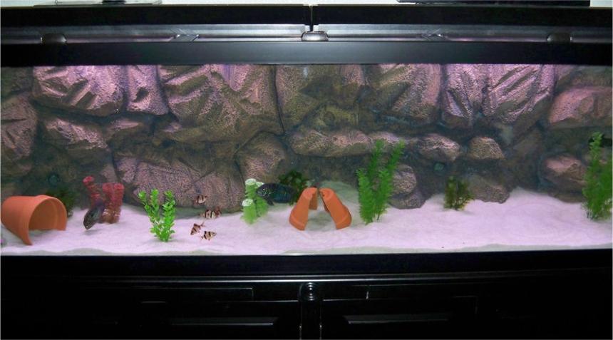 Rated #219: 125 Gallons Freshwater Fish Tank - My 125 with DIY background SA Cichlid Tank