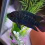 freshwater fish - nandopsis octofasciatum - jack dempsey stocking in 125 gallons tank - My Jack Dempsey