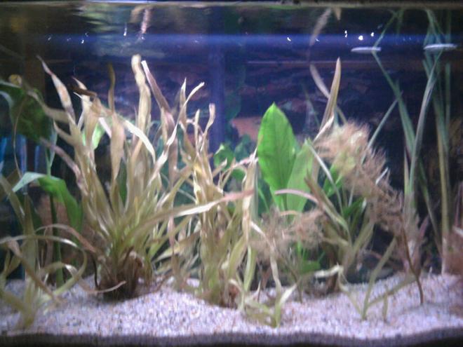 10 gallons planted tank (mostly live plants and fish) - 10 gallon tank found in my parents basement. Filled with plants found locally in streams and lakes.  Total invested: $11.49