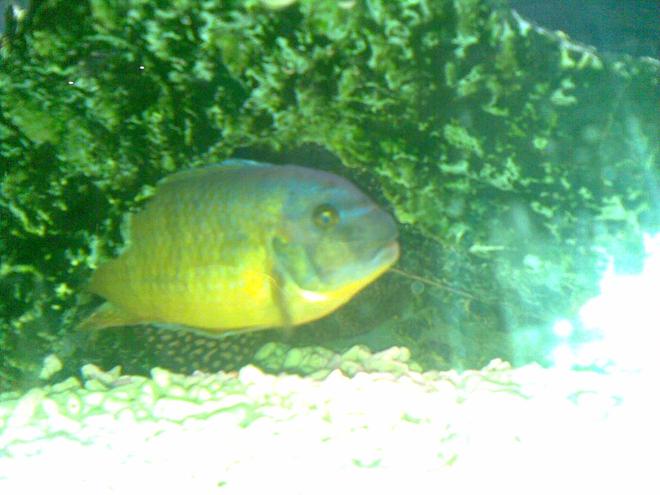 freshwater fish - cryptoheros cutteri - cutteri cichlid stocking in 53 gallons tank - Another one