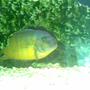 freshwater fish - cryptoheros cutteri - cutteri cichlid stocking in 53 gallons tank - Another one