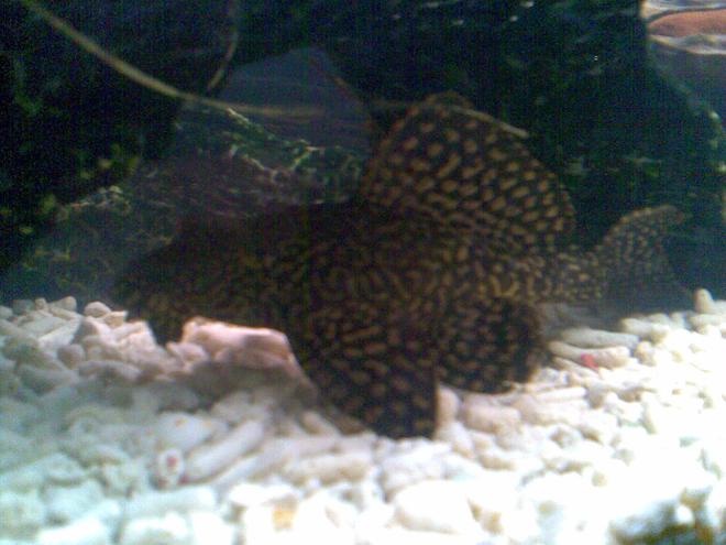 freshwater fish - glyptoperichthys gibbiceps - sailfin pleco (l-83) stocking in 53 gallons tank - My Pleccie