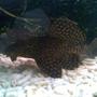 freshwater fish - glyptoperichthys gibbiceps - sailfin pleco (l-83) stocking in 53 gallons tank - My Pleccie