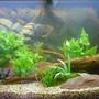 32 gallons planted tank (mostly live plants and fish) - My planted tank
