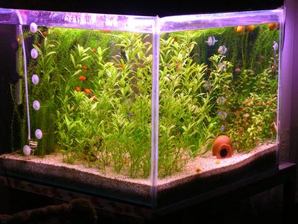57 gallons planted tank (mostly live plants and fish) - by akyildiz