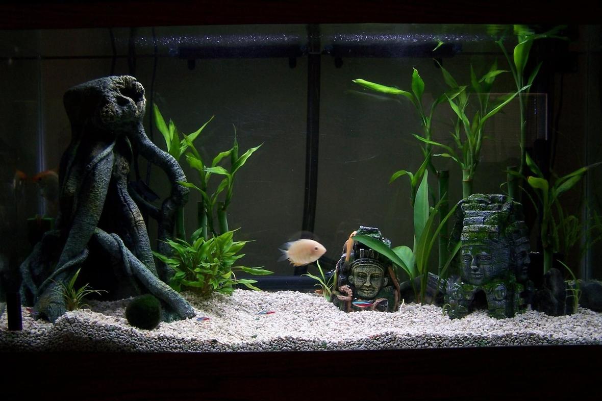 33 gallons planted tank (mostly live plants and fish) - Aztec ruins
