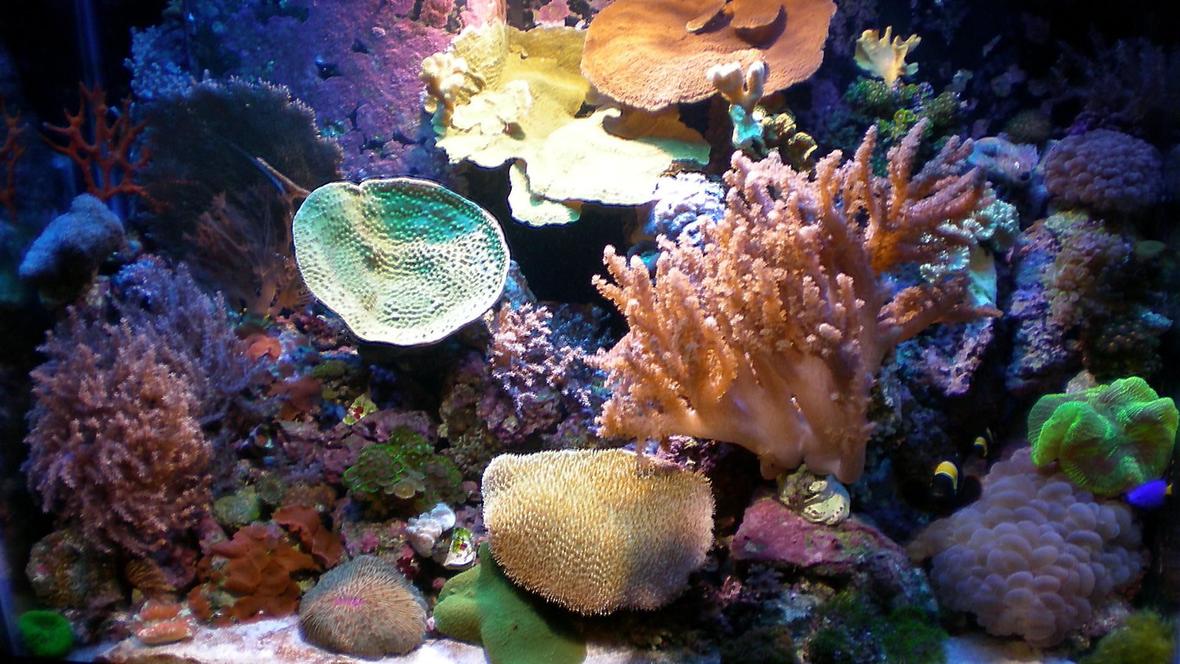 corals inverts - montipora capricornis stocking in 65 gallons tank - 65 Gallon - Mix Reef Tank