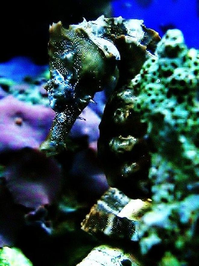 saltwater fish - hippocampus erectus - black seahorse stocking in 40 gallons tank - seahorse