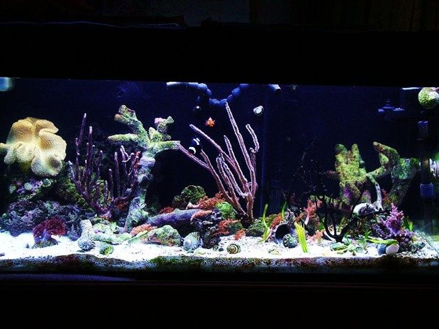 Rated #87: 40 Gallons Reef Tank - Seahorse tank