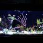 40 gallons reef tank (mostly live coral and fish) - Seahorse tank