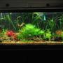 75 gallons planted tank (mostly live plants and fish) - May 15, 2009 light colored substrate. Six months before I changed the substrate.