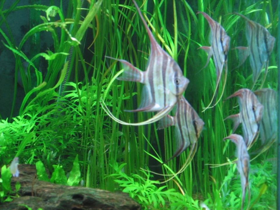 freshwater fish - pterophyllum altum - altum angel stocking in 75 gallons tank - This was my very short time keeping Altums, they lasted all of three weeks.