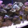 55 gallons reef tank (mostly live coral and fish) - The greatest hobby