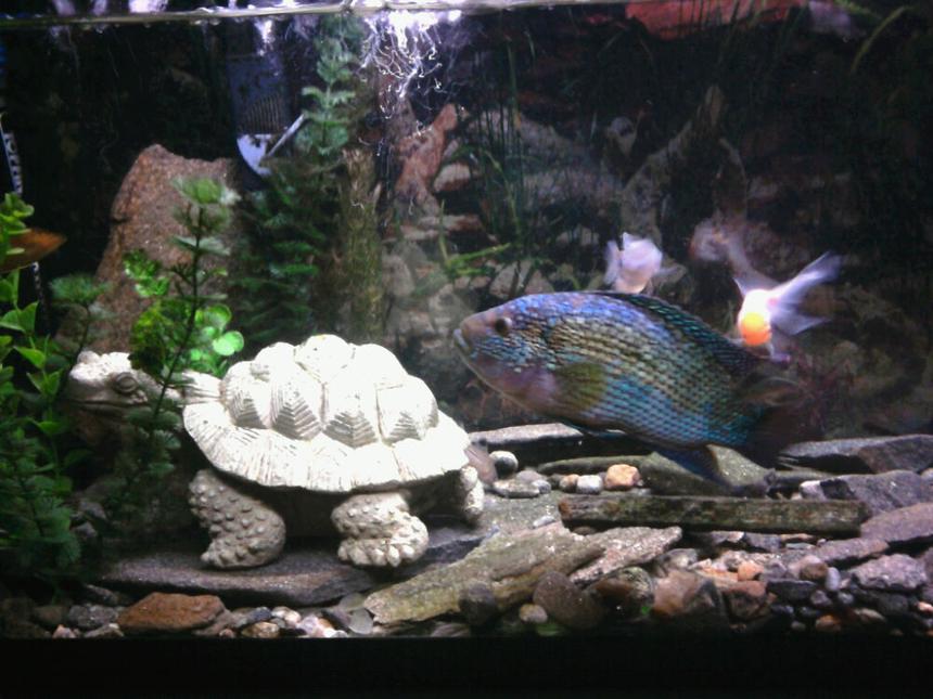Rated #184: 10 Gallons Freshwater Fish Tank - 40 gallon fresh water tank. Lined with locally scavenged rocks.