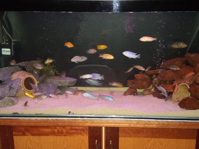75 gallons freshwater fish tank (mostly fish and non-living decorations) - cichlis tank.