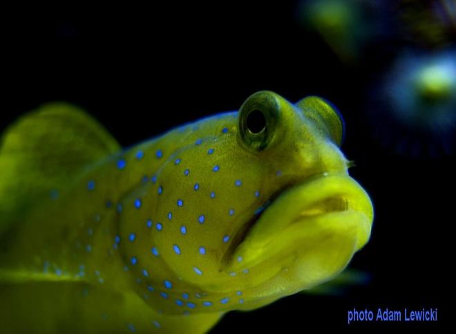 saltwater fish - cryptocentrus cinctus - yellow watchman goby stocking in 540 gallons tank - macro1