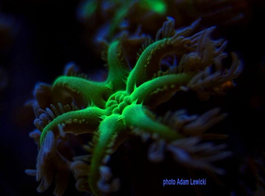 Rated #10: Corals Inverts - Clavularia Sp. - Glove Polyp Stocking In 540 Gallons Tank - clavularia sp