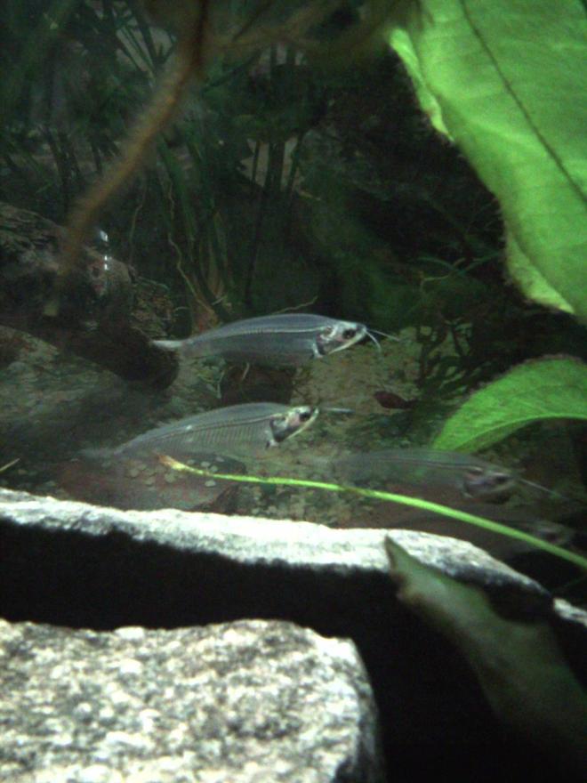 freshwater fish - kryptopterus bicirrhis - ghost glass cat stocking in 55 gallons tank - Glass Catfish
