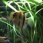 freshwater fish - pterophyllum scalare - zebra angelfish stocking in 55 gallons tank - Male Angelfish