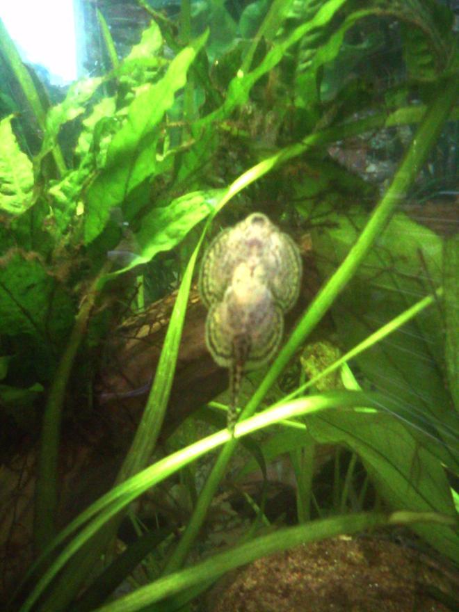 freshwater fish - beaufortia kweichowensis - butterfly hillstream loach stocking in 55 gallons tank - Reticulated Hill Stream Loach