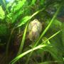 freshwater fish - beaufortia kweichowensis - butterfly hillstream loach stocking in 55 gallons tank - Reticulated Hill Stream Loach