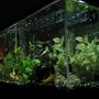 55 gallons freshwater fish tank (mostly fish and non-living decorations) - One of our 3 tanks