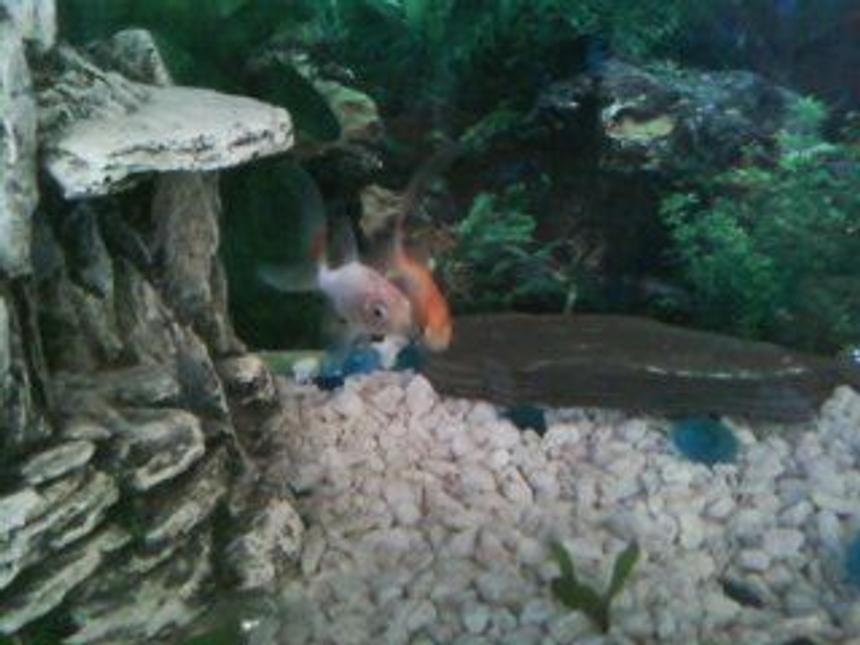 Rated #145: Freshwater Fish - Carassius Auratus - Goldfish Stocking In 10 Gallons Tank - cute fish! old setup