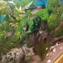 100 gallons freshwater fish tank (mostly fish and non-living decorations) - Aquarium