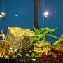 fish tank picture - the village