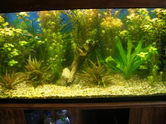 planted tank (mostly live plants and fish) - 90 gallon all live plants