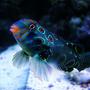 saltwater fish - synchiropus picturatus - spotted mandarin stocking in 40 gallons tank - Green Target Mandrine
