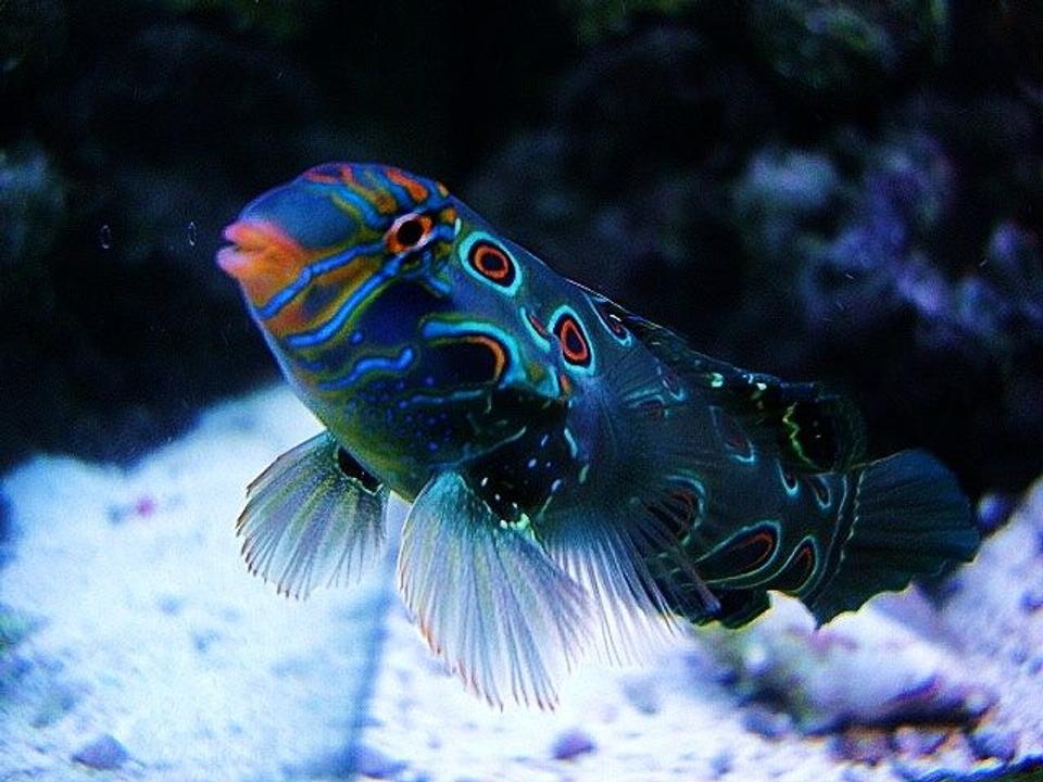 saltwater fish - synchiropus picturatus - spotted mandarin stocking in 40 gallons tank - Green Target Mandrine