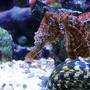 saltwater fish - hippocampus erectus - black seahorse stocking in 40 gallons tank - Hippocampus Erectus