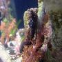 saltwater fish - hippocampus erectus - black seahorse stocking in 40 gallons tank - Hippocampus Erectus pregnat male
