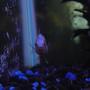 freshwater fish - apistogramma borelli - borellis dwarf cichlid stocking in 10 gallons tank - Apistogramma Borellis Dwarf Cichlid