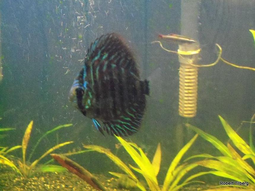 Rated #84: Freshwater Fish - Symphysodon Spp. - Checkerboard Discus Stocking In 40 Gallons Tank - R.I.P. this is why you need to get rid of all parisites in your tanks
