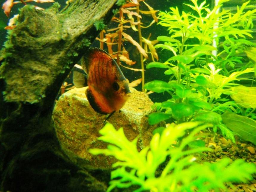Rated #94: Freshwater Fish - Symphysodon Sp. - Red Discus Stocking In 75 Gallons Tank - Nice pic