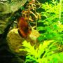 freshwater fish - symphysodon sp. - red discus stocking in 75 gallons tank - Nice pic
